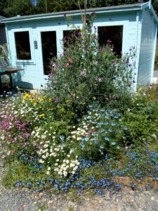 A flower bed full of cottage garden blooms in frontof a duck egg blue workshop.