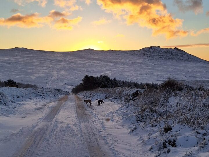20250109_083645 Sunrise behind a snow covered Bodmin Moor with two dogs on the lane leading to Roughtor